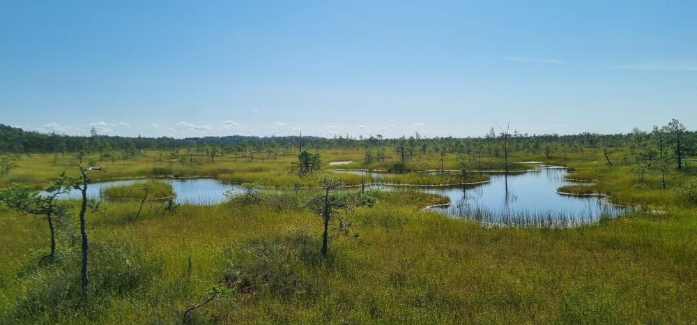 LPB pārgājiens ar purva kurpēm